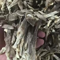 瓶栽鹿茸菇