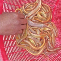 黄金泥鳅