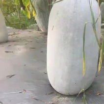 广东半吊白皮吊冬瓜