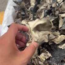 大木耳（可以切丝、可以做预制菜）