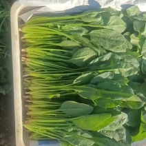 菠菜大量上市，价格便宜！