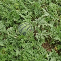 绵阳露天瓜