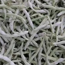 精品四季豆产地大量供应豆角货源充足豆角无筋豆