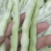 四季豆豆角货源充足产地大量供应需要的老板请联系我
