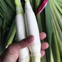 精品高山冷水美人茭