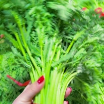 西宁茼蒿