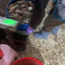 梭子蟹