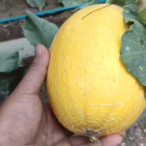 精品红冠