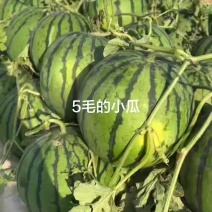 陆地小京新鲜秧活，小薄皮大红壤