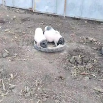 广西巴马香猪