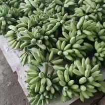 广西牛角蕉整车发货货源充足，欢迎老板咨询。