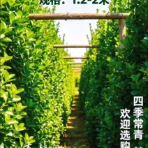 北海道黄杨多分枝绿篱