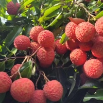 广东荔枝桂味，糯米糍。