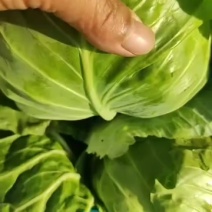 甘蓝