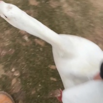 大白鹅