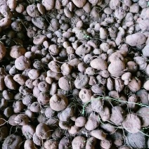 红藤山乌龟盆景货大量批发新货统货批发产地云南