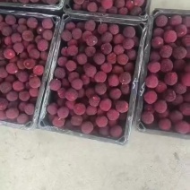 东櫆杨梅