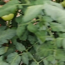 西红柿大量供应，青西红柿，大红，硬粉都有货，欢迎咨询订购