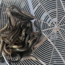 精品小泥鳅，筛分好3到5.5厘米，挂钩，打窝，放生喂鱼