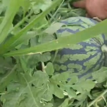 绵阳露天二瓜