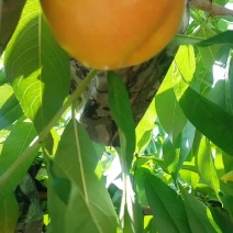 咸阳油桃，蟠桃，