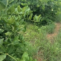 广东香水柠檬
