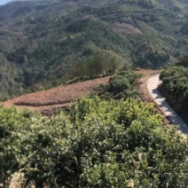 温州泰顺东魁杨梅