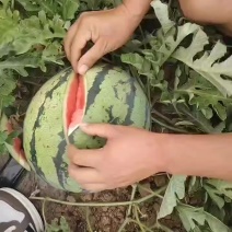 正品保障西瓜价格美丽
