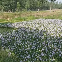 水葫芦