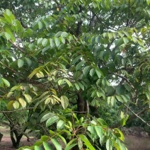 当季红根橄榄土橄榄长穗软核可作橄榄菜