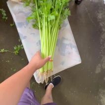 26年头茬宁夏香芹大量供应可视频看货对接各大市场商超电