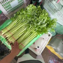 26年头茬宁夏香芹40-50公分产地直供全国发货对