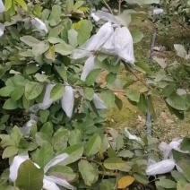 帝王白芭乐