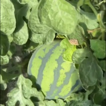 美都麒麟无籽头茬精品瓜