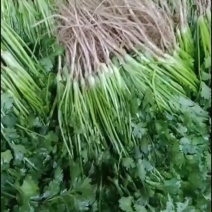 香菜