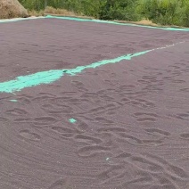 油菜籽