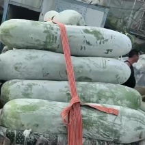 白皮冬瓜