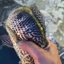 淡水石斑鱼