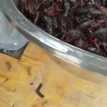 小龙虾