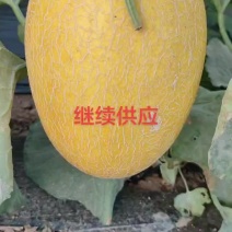 精品吊红冠