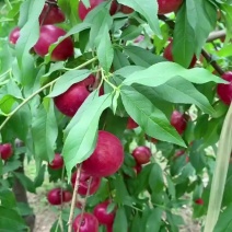珍珠枣油桃8号