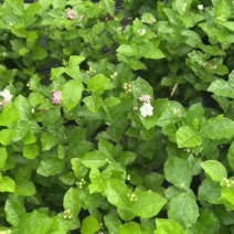 茉莉花盆栽