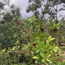浙江台州杨梅自家种植两座山老板有需要可以联系价格很划算