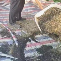 长白葱葱籽