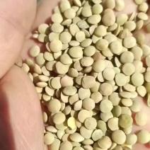 哈萨克斯坦进口绿扁豆