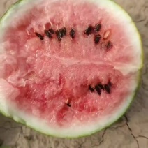 台头西瓜