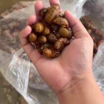 山东金蝉电商一件代发，社区团购，批发，欢迎咨询
