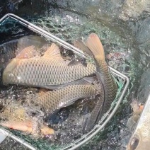 钓场用鱼，鲤鱼差不多有一万斤