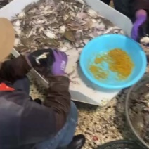 一天比一天显个头了