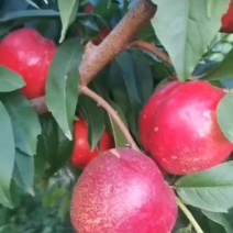 中油16